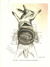 Cabinet de curiosité planche affiche A3 anatomie animale du lapin 