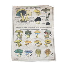 Affiche pédagogique scolaire