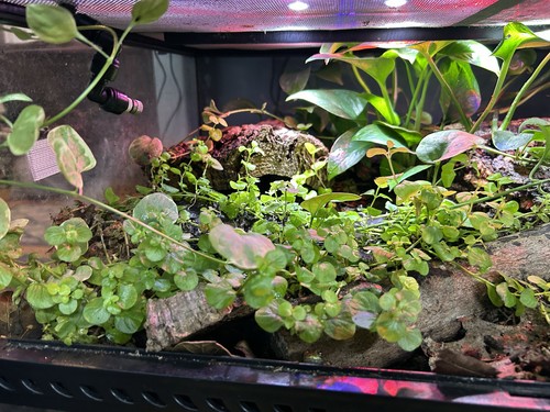 Terrarium start kit - terrarium, up