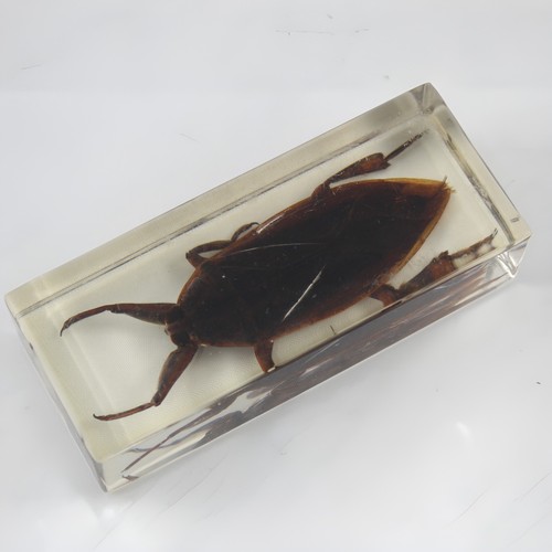 Insecte aquatique géant