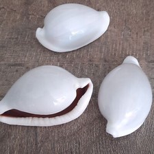 curiosité , taxidermie ,Coquillage : lot de 3 Ovula Ovum