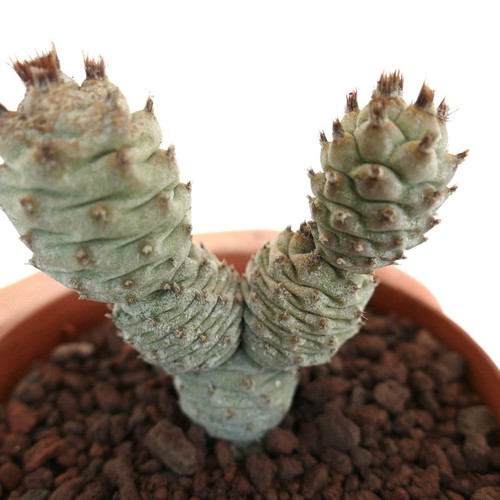 Tephrocactus articulatus c35 - tephrocactus,