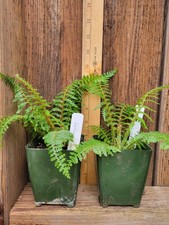 Cyathea tormentossima tree