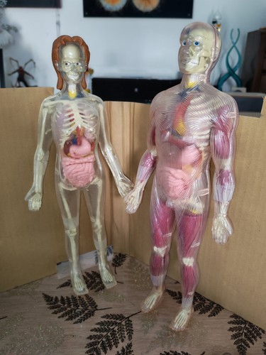 Personnage anatomie humaine - anatomie,