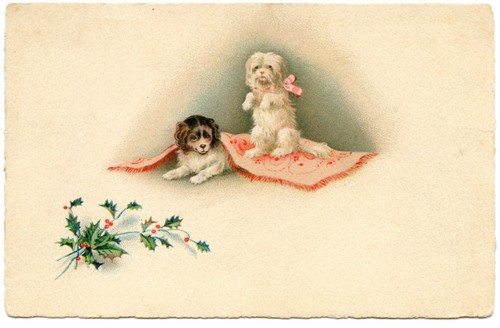 Chiens chiots dogs - hund.,