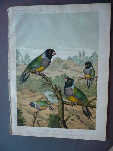 Gravure 1883 oiseaux les - gravure,