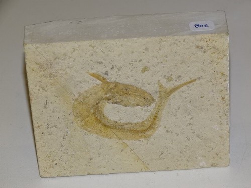 Poisson fossile 10cm par - ,