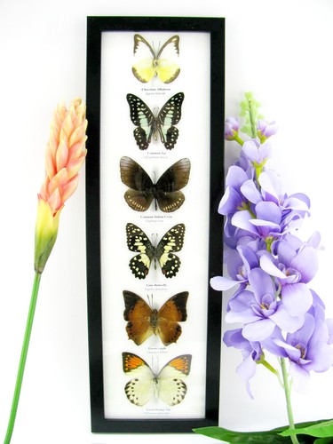 Papillons exotiques réel - papillons,