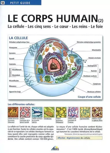 Corps humain tome 2 la - le,