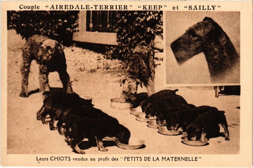 Cpa airedale terrier - airedale,