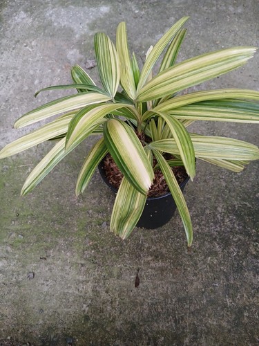 Rhapis japonica heisei - japonica,