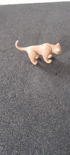 Jeune lion lionceau animal - lion,