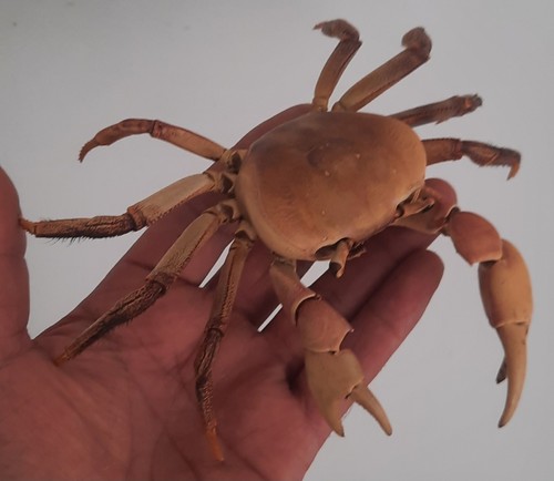 Curiosité taxidermie - curiosité,