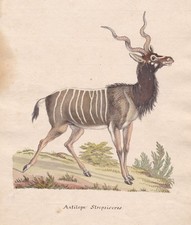 Strepsiceros Antilope Original