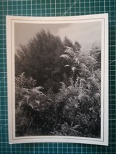 DD158 PHOTO TBE circa 1950 23x17 en foret - Auteur inconnu