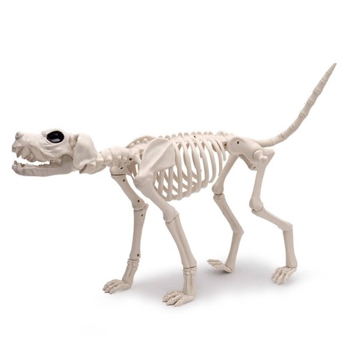 Squelette chien résistant - squelette, de
