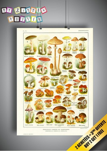 Affiche champignons a3 - affiche,