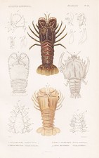 Scyllarus Arctus Crabe Gravure