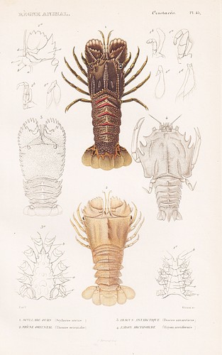 Scyllarus arctus crabe gravure - scyllarus,