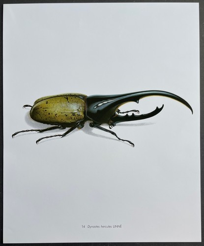 Entomologie dynastes hercules - dynastes,