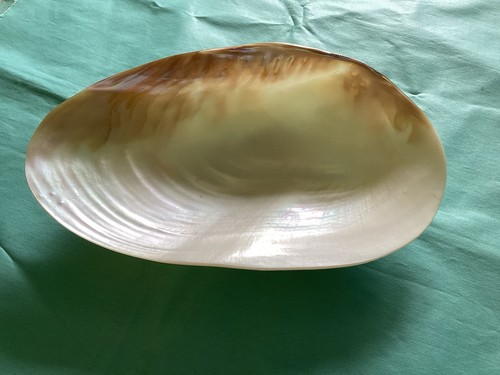 Creamy ivory glossy - creamy,