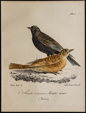 1830 - Alouette des champs -