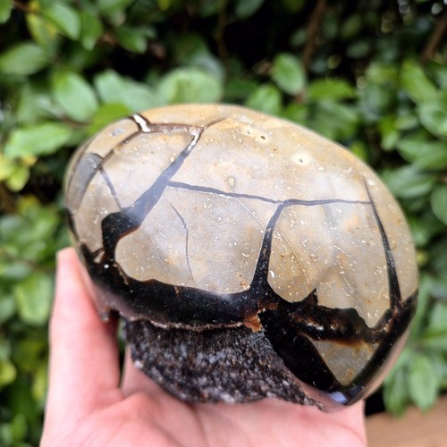 Septaria nodule - septaria,