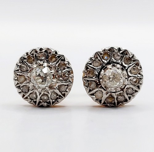 Puces oreilles marguerite - puces,