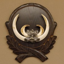 Wildschweinwaffen (Sus Scrofa)