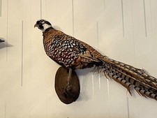 Faisan Naturalisé / Empaillé