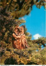 Animaux - Oiseaux - Hibou - Hibou vulgaire - Asio otus L. - Waldohreule - CPM -