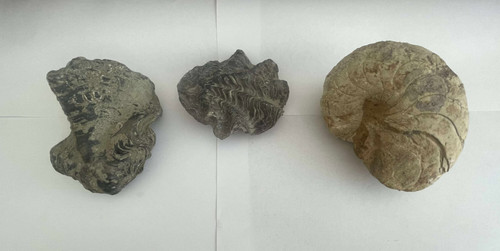 Lot fossiles ammonite et - 3,