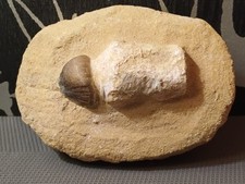 Fossile, Dent De Mosasaure 