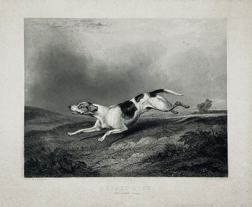 Chien courant chasse - chien, de