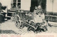 CARTE POSTALE BELGIQUE / ATTELAGE DE CHIENS / LAITIERE FLAMANDE BRUXELLES