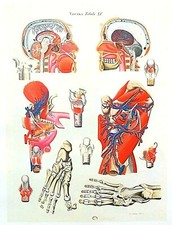 Lithographie Table Anatomique