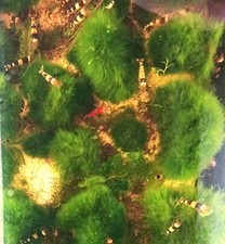 lot de 5 boules de cladophora