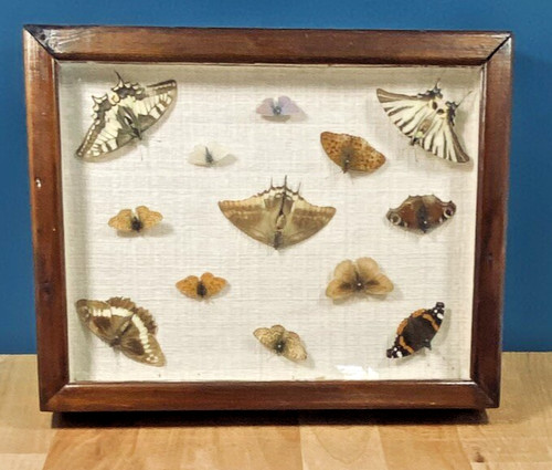 Ancien cadre entomologie - ancien,