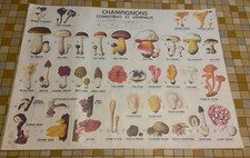 Affiche  scolaire "LES CHAMPIGNONS COMESTIBLES ET VÉNÉNEUX "  Année 1975