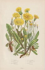 Samenhaar Kahles Ferkelkraut