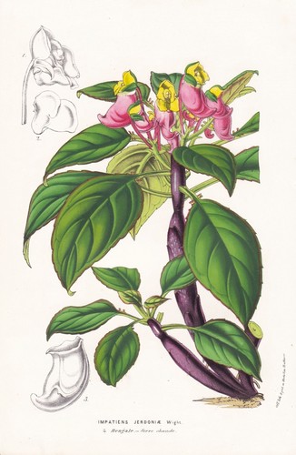 Impatiens jerdoniae bengal - impatiens,