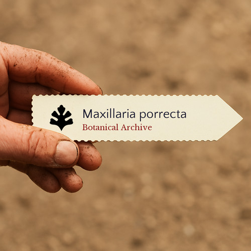 Maxillaria porrecta seeds - porrecta,