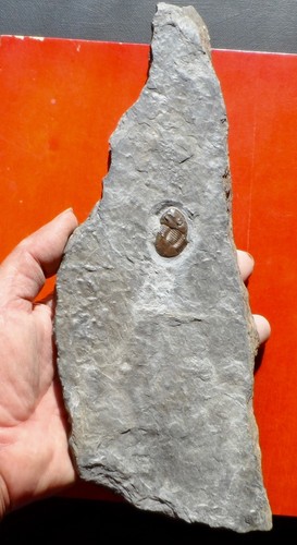 Trilobite ordovicien - ordovicien, de