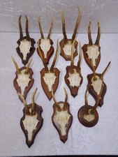 11x Cornes De Chevreuil Sur