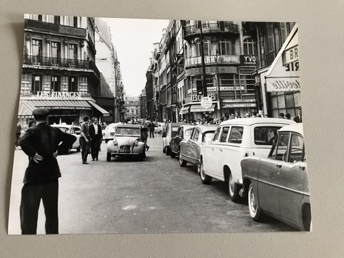 Stellio lorenzi photo de - stellio,