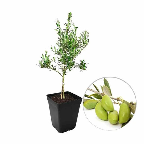 Olea europaea lucques - olea,