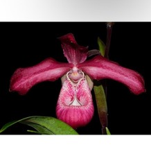 Phragmipedium Les Varines
