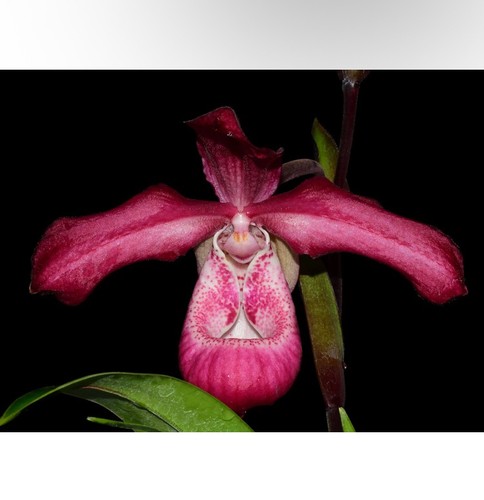 Phragmipedium les varines - phragmipedium,