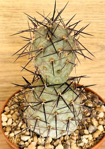 Tephrocactus alexanderi pot - alexanderi,,