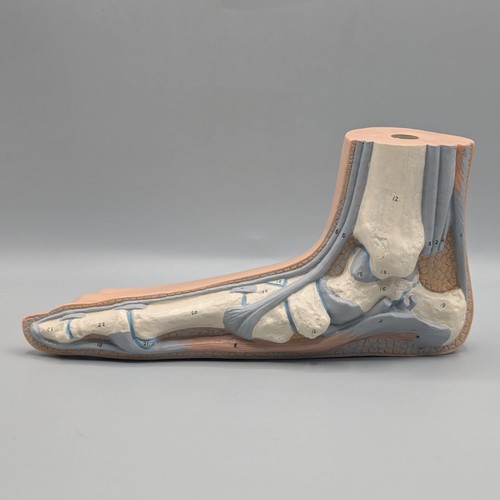 Anatomical hollow foot model - anatomical,